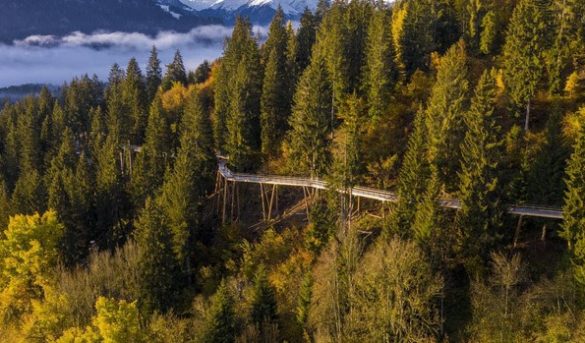 La pasarela elevada entre árboles más larga del mundo se inaugurará en verano