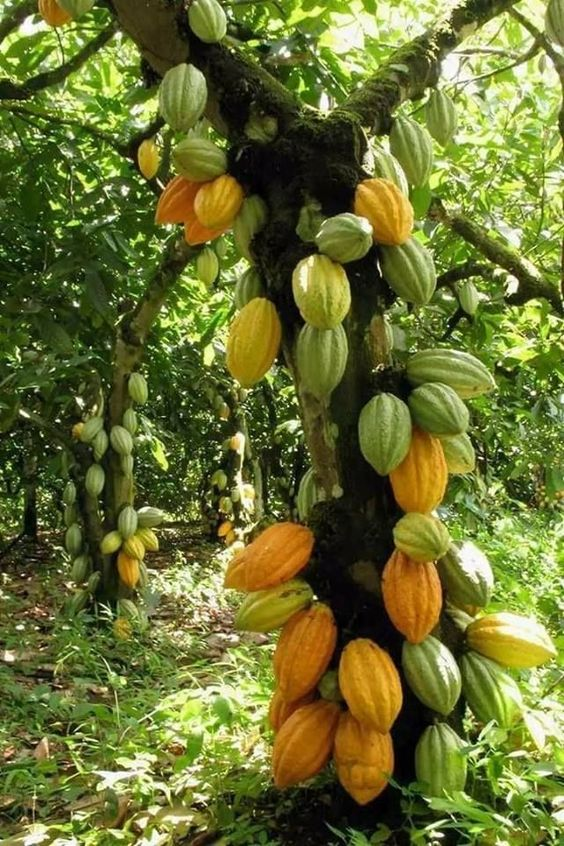 El Sendero del Cacao Republica Dominicana