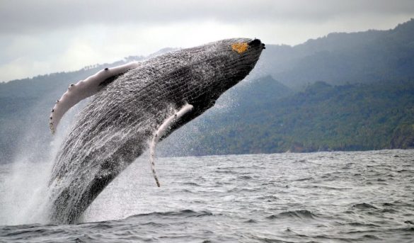 Las ballenas jorobadas dinamizan la economía en Samaná