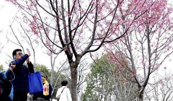 Turistas observan flores de cerezo en Parque Gucun en Shanghai