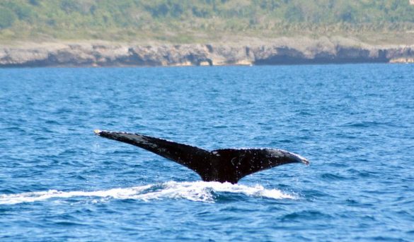 Las ballenas jorobadas dinamizan la economía en Samaná tras efectos del covid-19