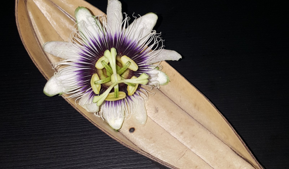 He aquí la veleidosa y caprichosa naturaleza que nos da sorpresa