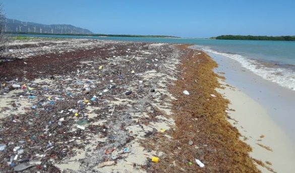 INFORME TURISTICO: Alertan sobre sargazo en la región Sur de RD
