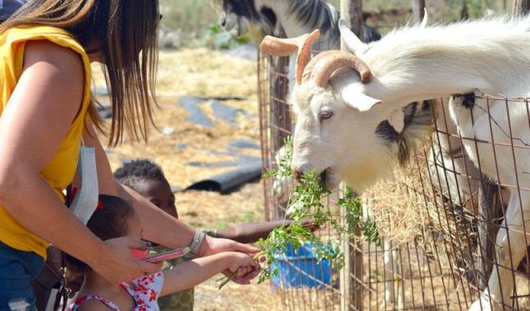 Rancho Caprache en Azua: más que cabras, un destino para el turismo