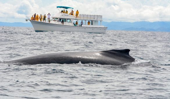 32,984 personas disfrutaron de la Temporada de Ballenas Jorobadas 2021