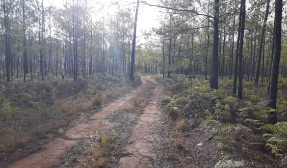 En Pedernales dicen turismo ecológico sin camino no va a ninguna parte