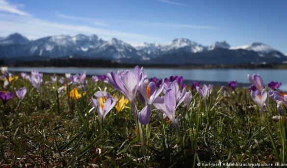 Los Alpes en azafrán