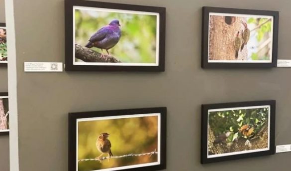 Una muestra fotográfica sobre las aves endémicas de la región