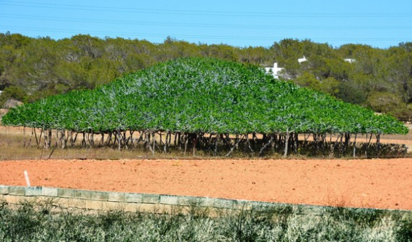 Así es la higuera más grande de Formentera y quizá del mundo