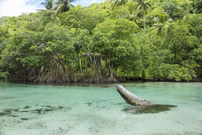 Alerta del Cebse: “Nos quedan muy pocos manglares y cada año los números son menores”