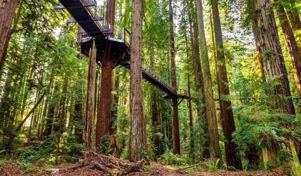Inmersión entre secuoyas: la nueva pasarela aérea para caminar entre los árboles más altos del planeta