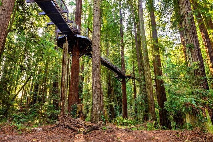 Inmersión entre secuoyas: la nueva pasarela aérea para caminar entre los árboles más altos del planeta