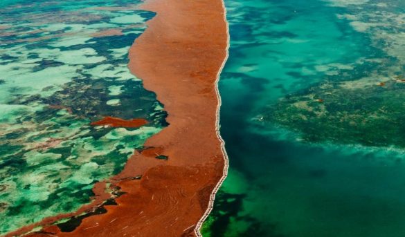 Sargazo rompe record para el mes de mayo en la región del Caribe