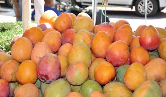 Celebran versión virtual de la feria de mango 2021