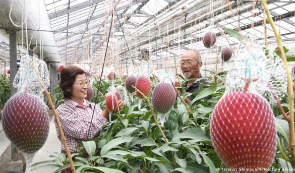 Gran despliegue de seguridad, 9 perros y 3 guardias para proteger mangos Miyazaki, -huevo del Sol- los más costosos del mundo