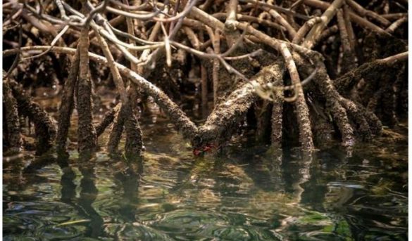 ¿Conoces los cuatro tipos de mangles que crecen en República Dominicana?