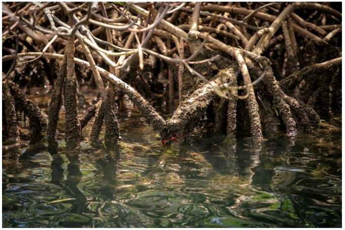 ¿Conoces los cuatro tipos de mangles que crecen en República Dominicana?