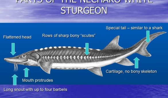 Hoy 18 de julio se celebra el día mundial del Caviar