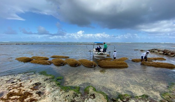 Gran operativo en Punta Cana recogiendo el sargazo en la playa