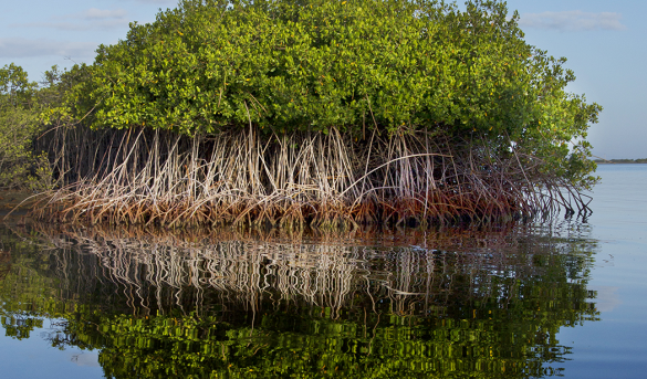 Extraordinaria foto, extraordinaria muestra de la madre naturaleza, una de las cuatro variedades de Mangle de República Dominicana