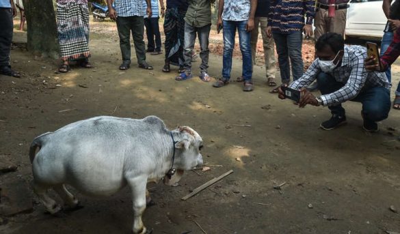 Gran atractivo Turístico en Daca, Paskitan Oriental..¡Causa sensación! Nace la vaca más pequeña del mundo; miles de personas acuden a verla
