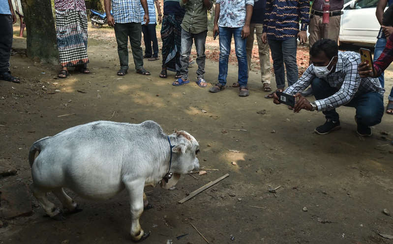 Gran atractivo Turístico en Daca, Paskitan Oriental..¡Causa sensación! Nace la vaca más pequeña del mundo; miles de personas acuden a verla