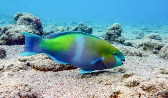 Entra en vigencia en RD veda de varias especies de peces