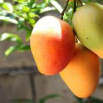 El Mango: “Rey de las frutas”