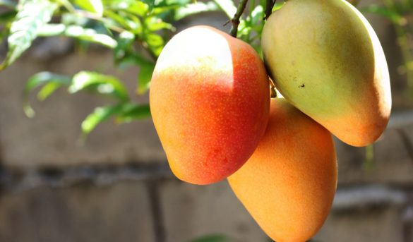 El Mango: “Rey de las frutas”