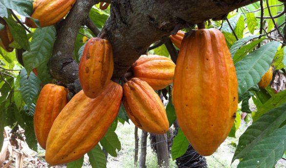 Rutas para conocer el cacao dominicano
