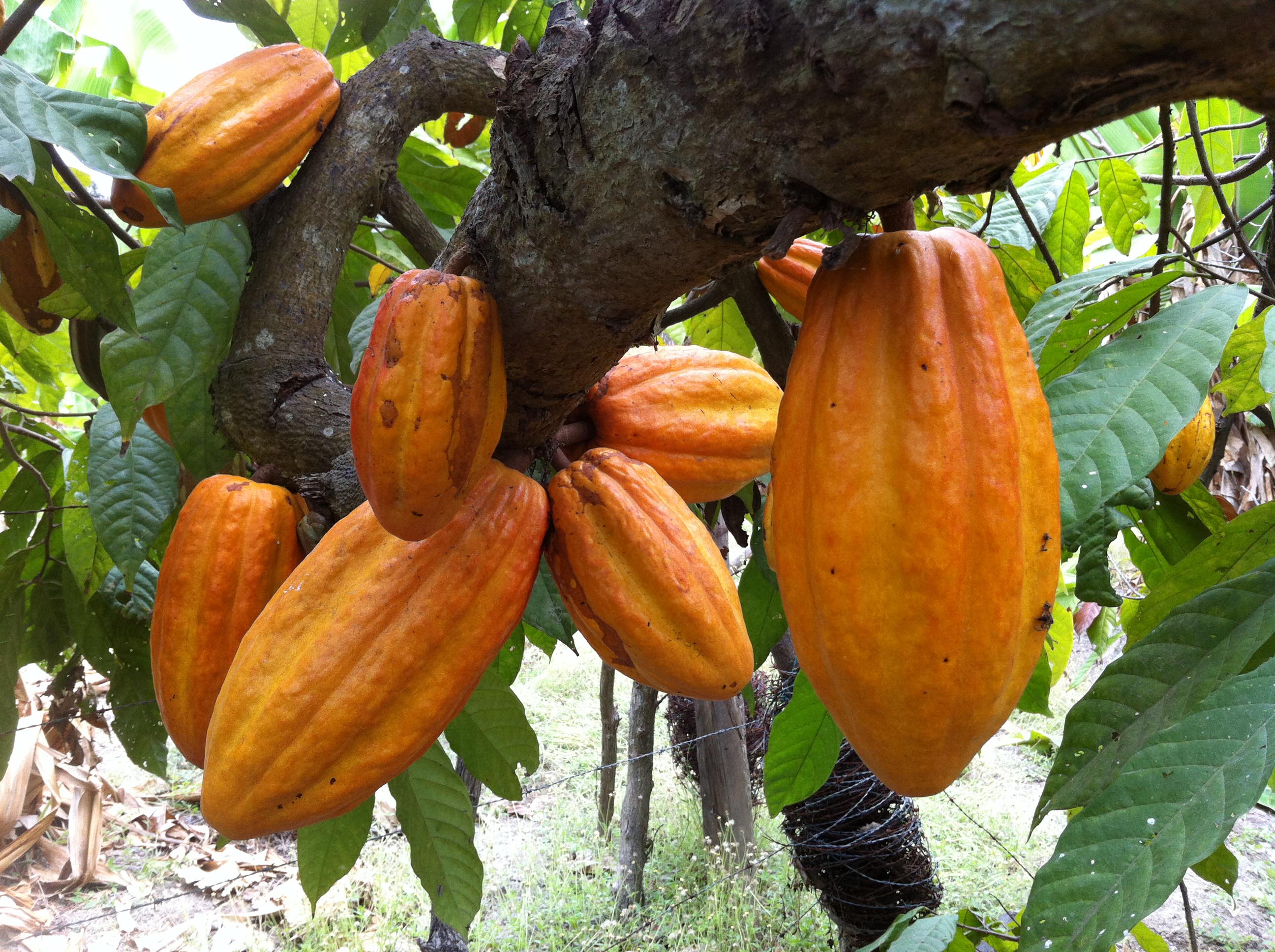 Rutas para conocer el cacao dominicano
