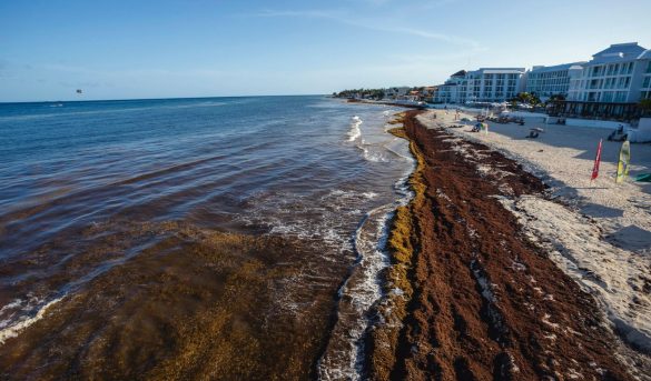 México: ¿Podrá la ciencia resolver el problema de las algas en las playas del Caribe?