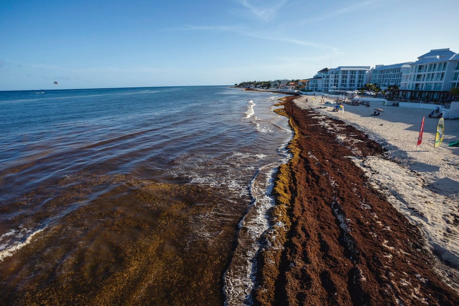 México: ¿Podrá la ciencia resolver el problema de las algas en las playas del Caribe?