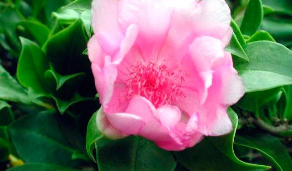 Lanzan proyecto para conservar y expandir la Rosa de Bayahíbe, flor nacional