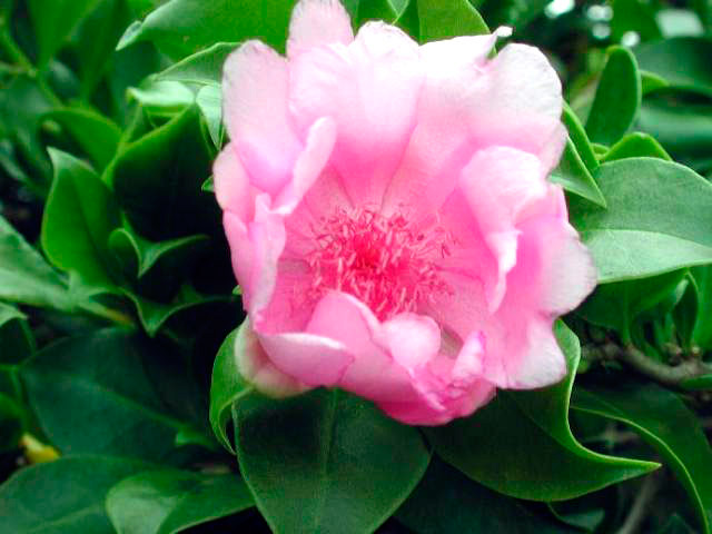 Lanzan proyecto para conservar y expandir la Rosa de Bayahíbe, flor nacional