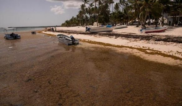 Una marea de sargazo inunda las cristalinas playas dominicanas