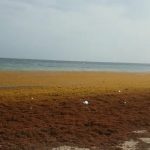 Marea de sargazo inunda cristalinas playas dominicanas