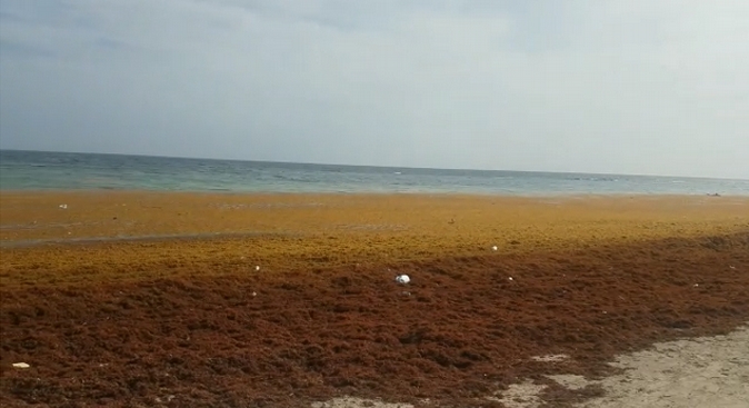 Marea de sargazo inunda cristalinas playas dominicanas