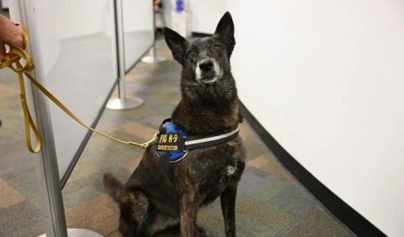 Aeropuerto de Miami primero en implementar detección COVID-19 con perros