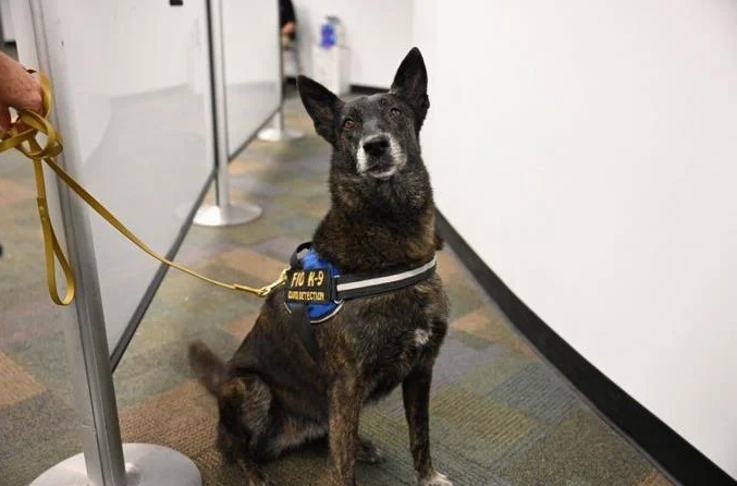 Aeropuerto de Miami primero en implementar detección COVID-19 con perros
