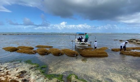 ¿Cómo abordar la amenaza del sargazo?