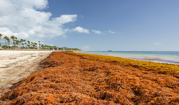 Alrededor de 45 playas estarían afectadas por el sargazo en la costa Este