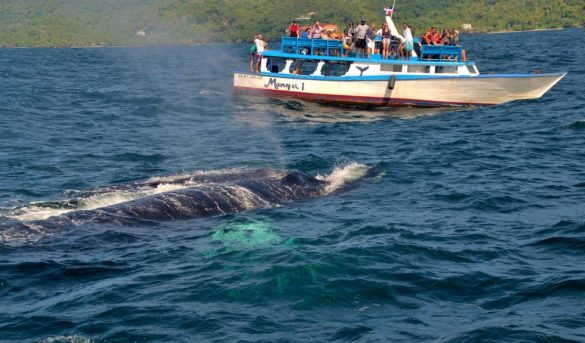 Abren registro de embarcaciones para observación de ballenas en la temporada 2022