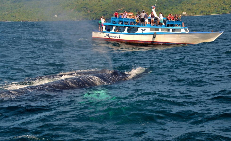 Abren registro de embarcaciones para observación de ballenas en la temporada 2022
