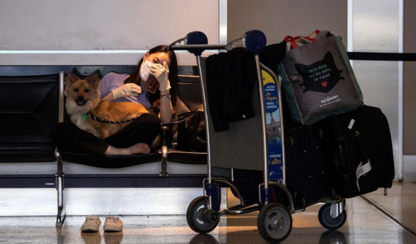 Durante la Pandemia, Volar con mascota se vuelto mucho más difícil.