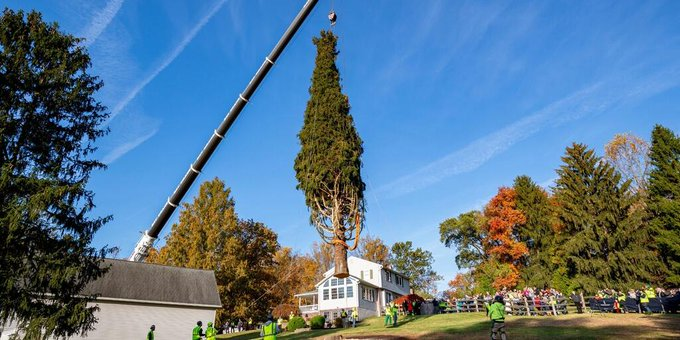 Cortan en Maryland el árbol que decorará el Rockefeller Center de Nueva York esta Navidad