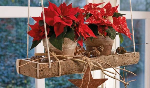 La flor de Pascua, una protagonista en Navidad