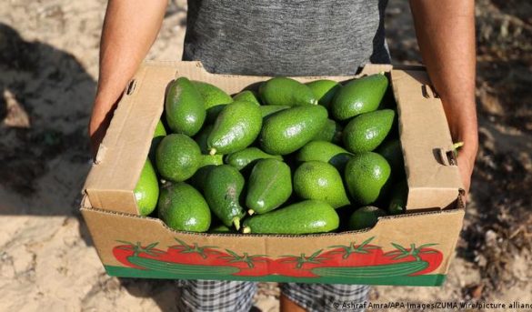 Chefs declaran la guerra al aguacate y la dejan de ofrecer en sus restaurantes