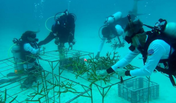 Coralmanía 2021: el trasplante masivo de corales más grande del Caribe