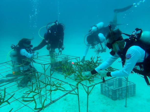 Coralmanía 2021: el trasplante masivo de corales más grande del Caribe